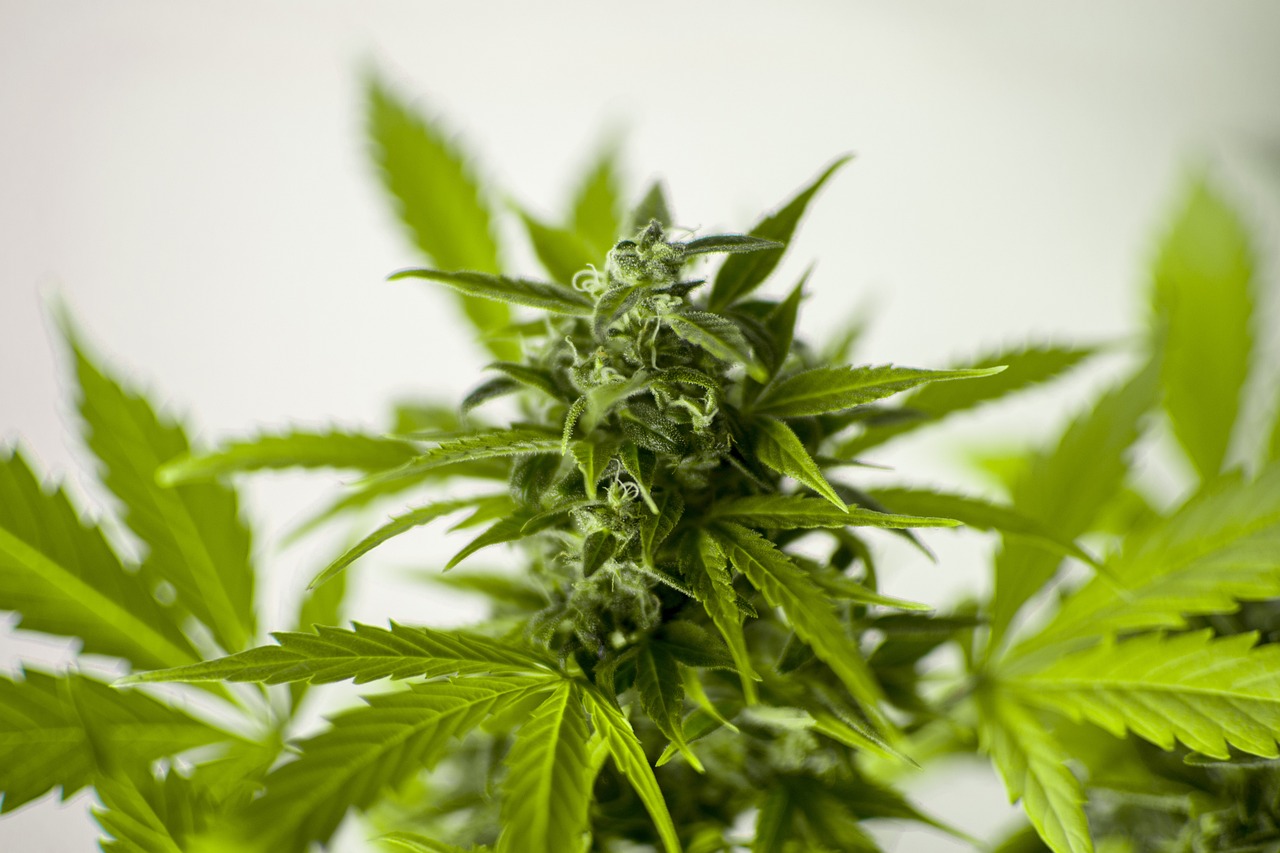 Using CO2 in Cannabis Cultivation
