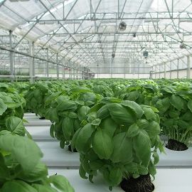 CO2 for Growth in Greenhouses from TCSCO2
